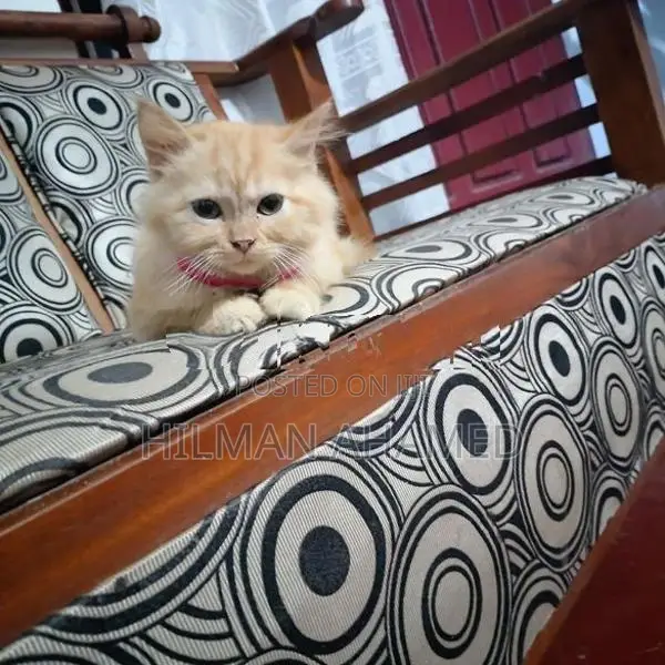 Persian Cat
