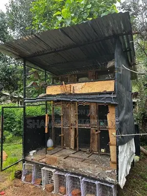 Pigeon Cage