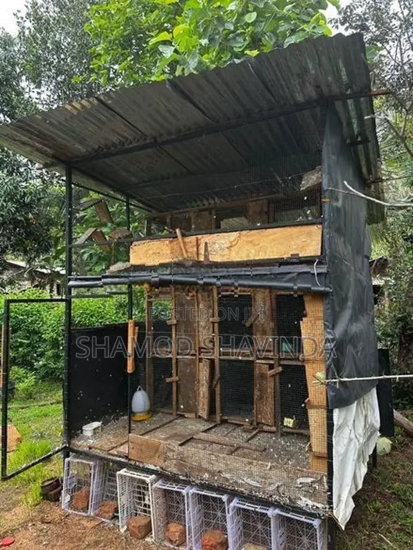 Pigeon Cage