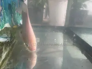 Giant Gurami Fish