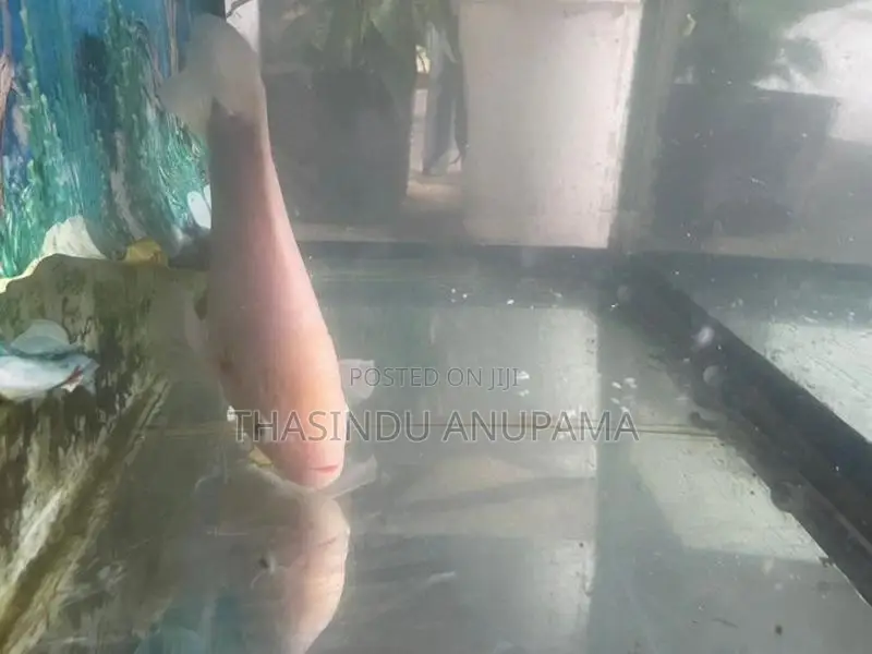 Giant Gurami Fish