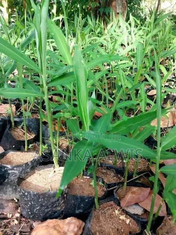 ඉඟුරු පැළ