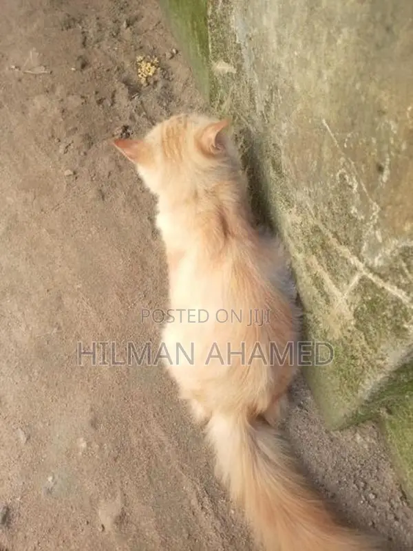 Persian Cat