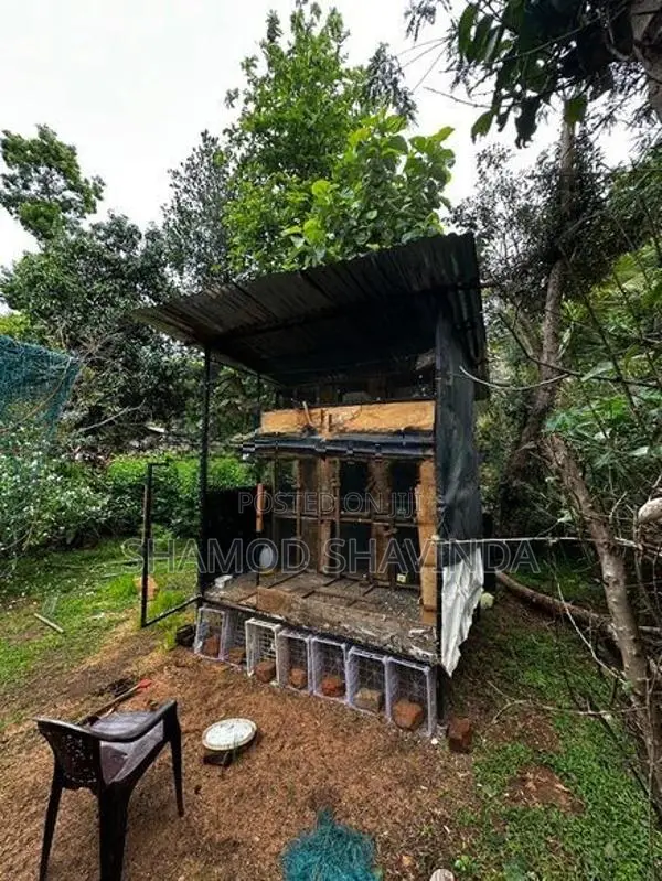 Pigeon Cage