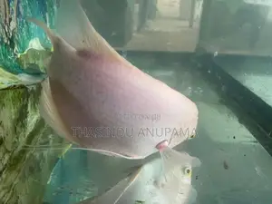 Giant Gurami Fish
