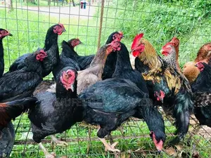 බිත්තර දාන ගංකිකිළියන්