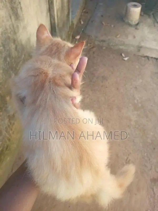 Persian Cat