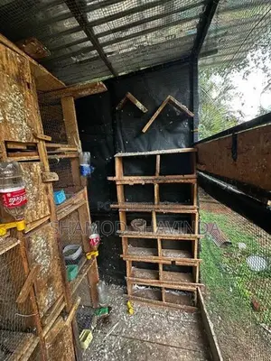 Pigeon Cage