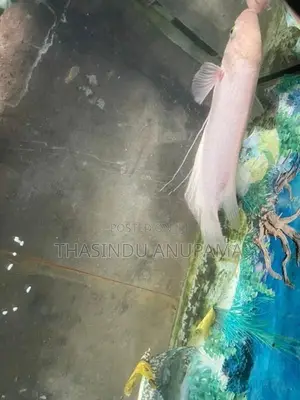 Giant Gurami Fish