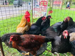 බිත්තර දාන ගංකිකිළියන්
