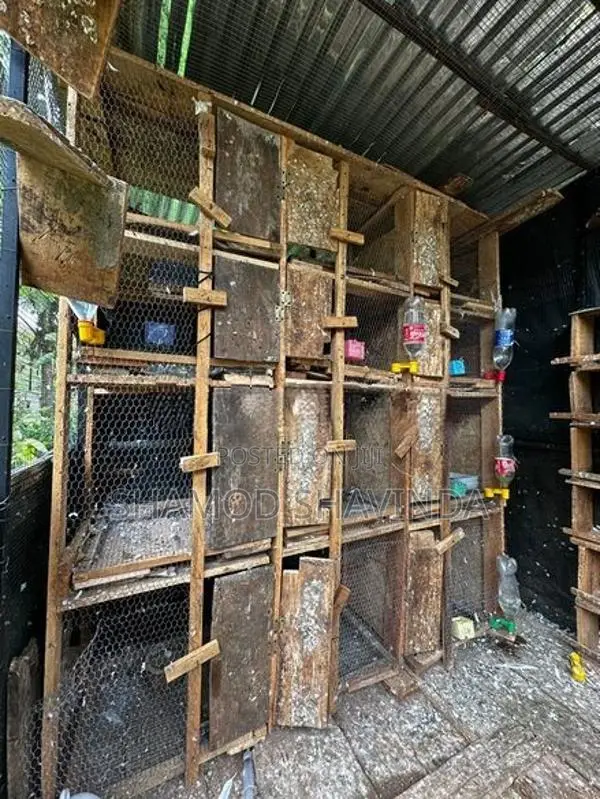 Pigeon Cage