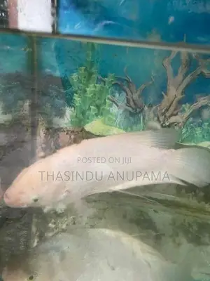 Giant Gurami Fish