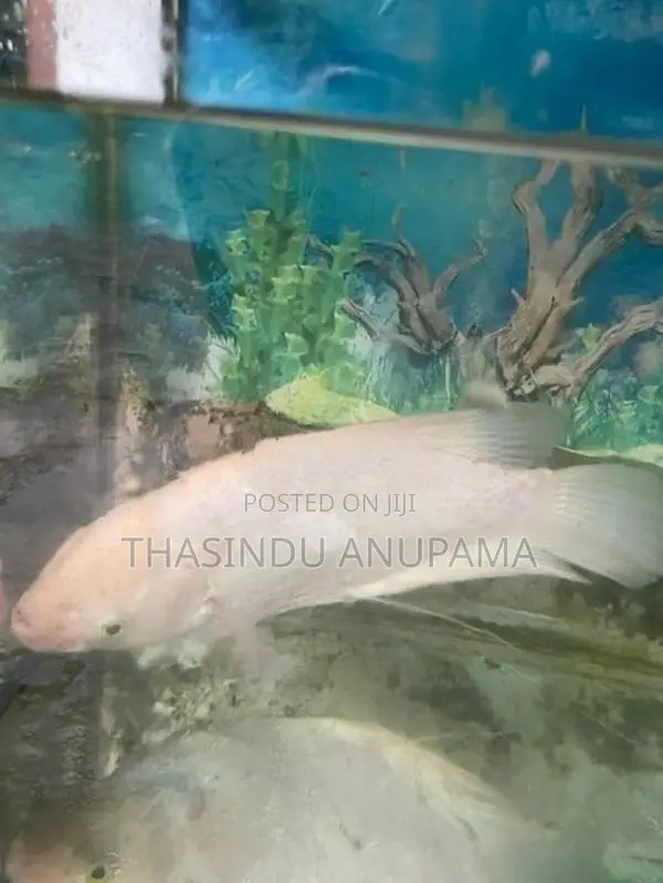 Giant Gurami Fish