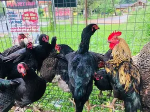බිත්තර දාන ගංකිකිළියන්