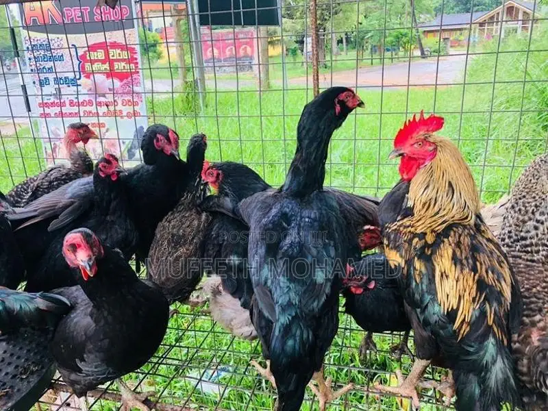 බිත්තර දාන ගංකිකිළියන්