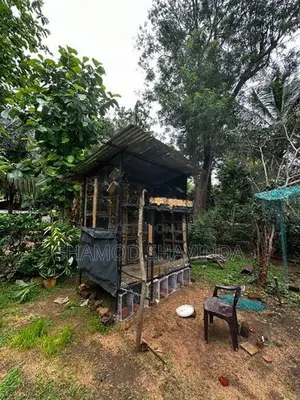 Pigeon Cage