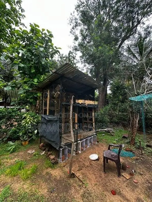 Pigeon Cage