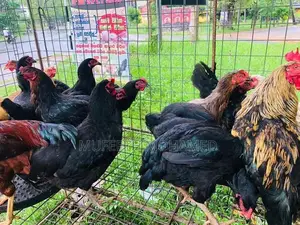 බිත්තර දාන ගංකිකිළියන්
