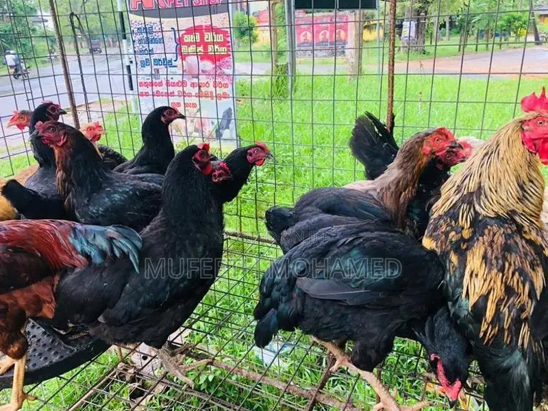 බිත්තර දාන ගංකිකිළියන්