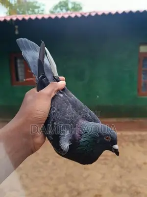 Pigeons