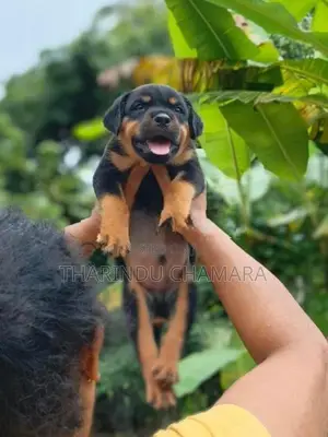 Rottweiler