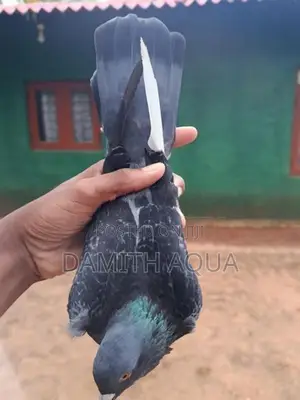 Pigeons