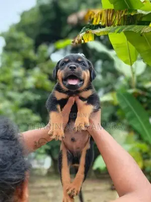 Rottweiler