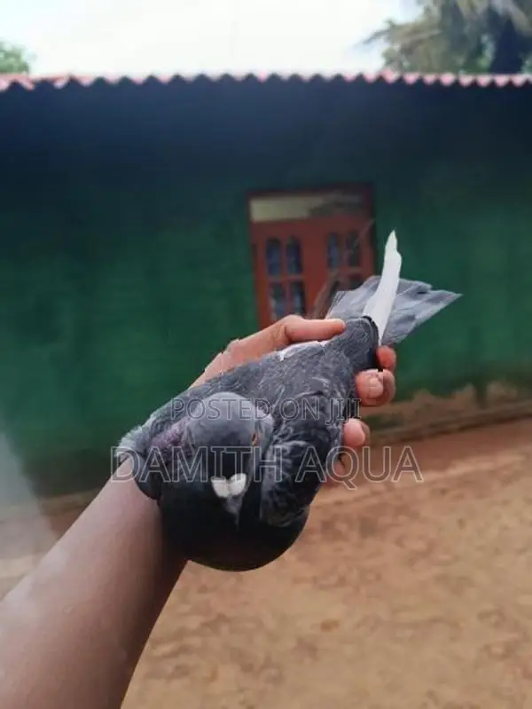 Pigeons