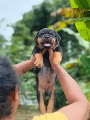 Rottweiler