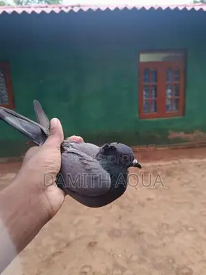 Pigeons