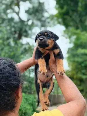 Rottweiler