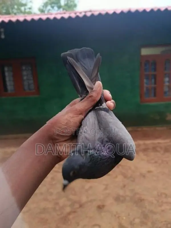 Pigeons