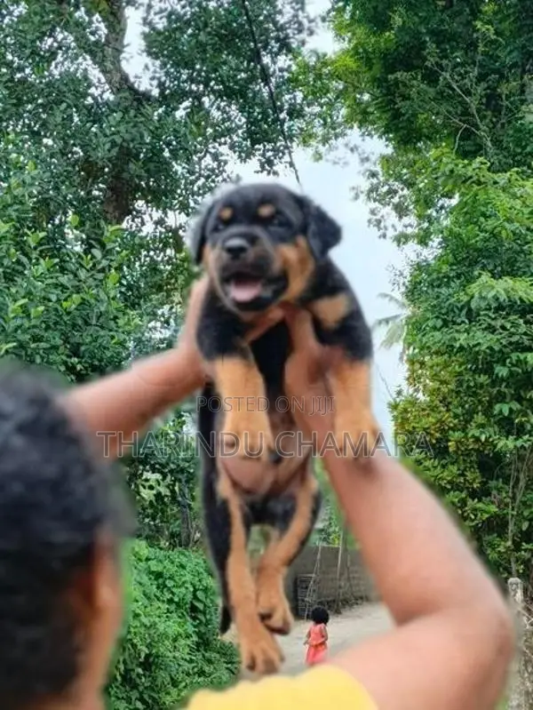 Rottweiler