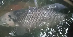 යෝද ගුරාමි