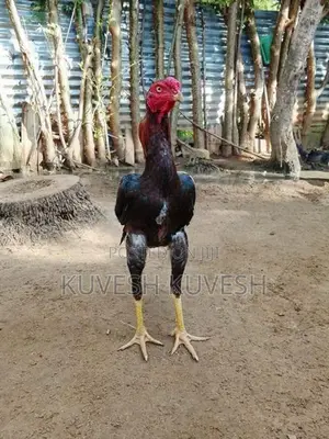 வெள்ளடியன் சேவல்
