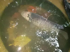 යෝද ගුරාමි