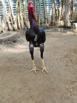 வெள்ளடியன் சேவல்