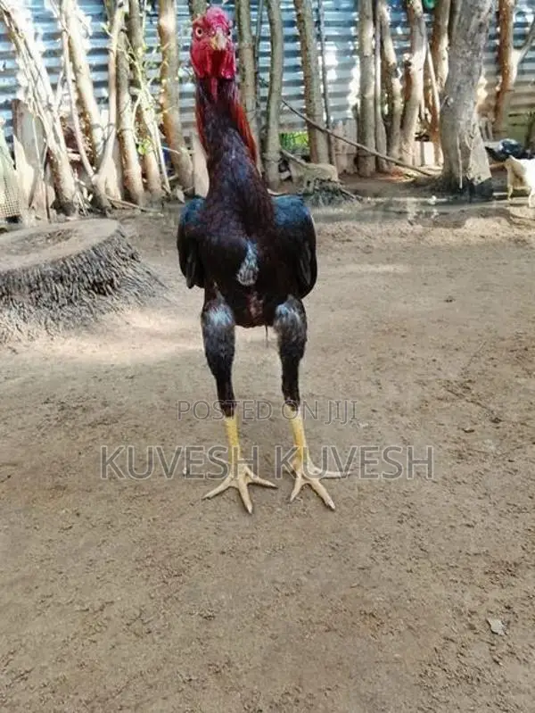 வெள்ளடியன் சேவல்