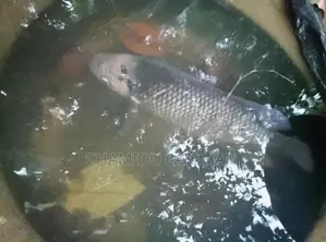 යෝද ගුරාමි