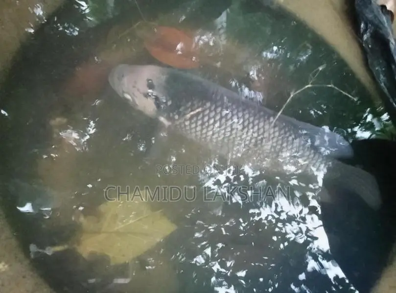 යෝද ගුරාමි
