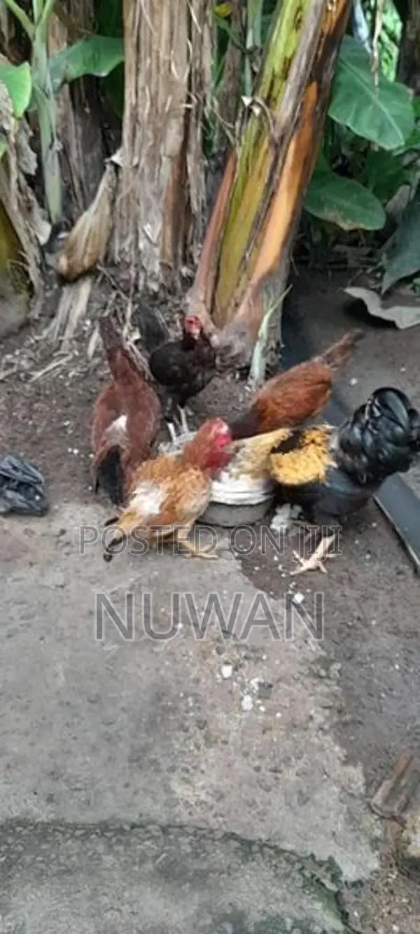 Gam Kukulan