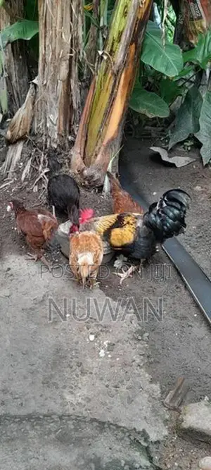 Gam Kukulan