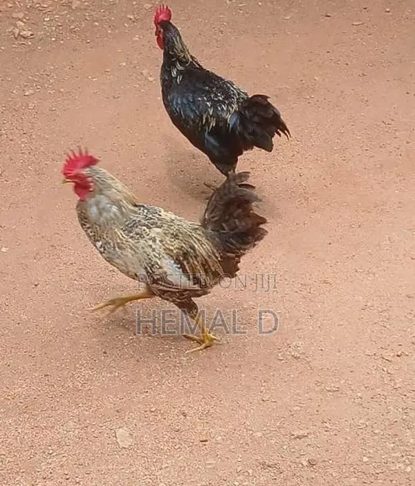 ගම් කුකුල්ලු