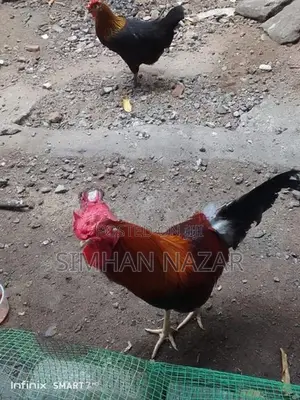 Country Chickens