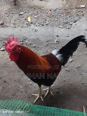 Country Chickens