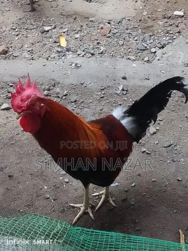 Country Chickens