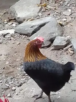 Country Chickens