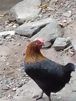 Country Chickens