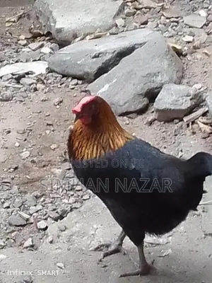 Country Chickens