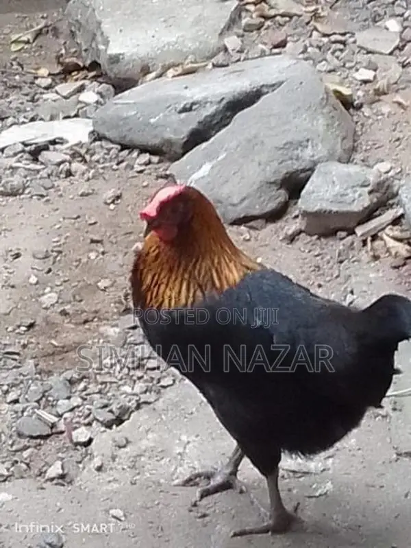 Country Chickens